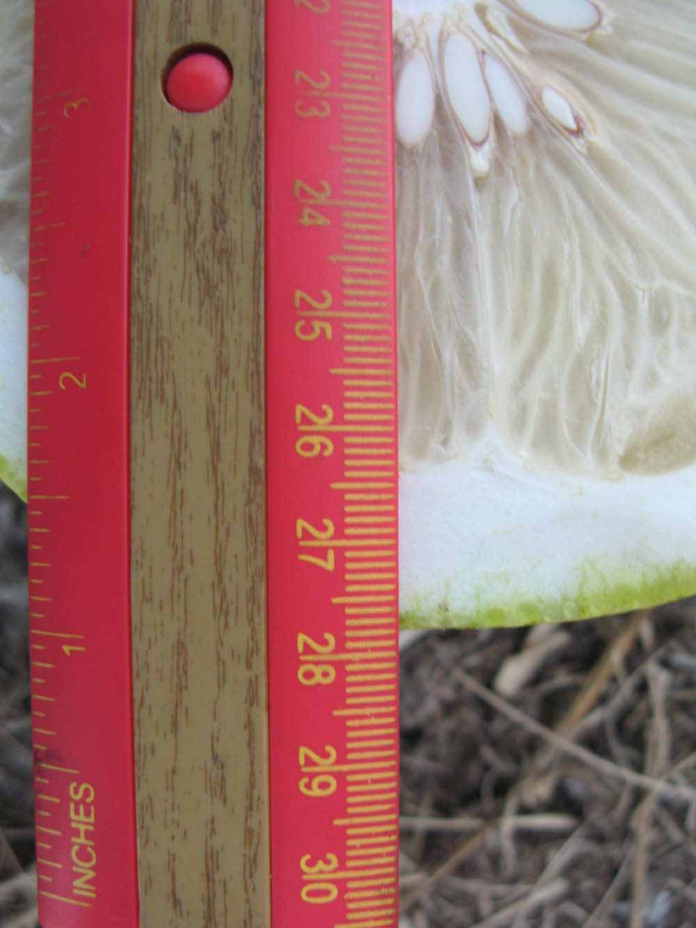            Fruit cross-section (Winter Haven, FL)   